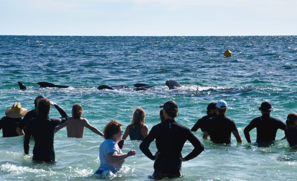 160 черных дельфинов выбросились на пляж в Австралии