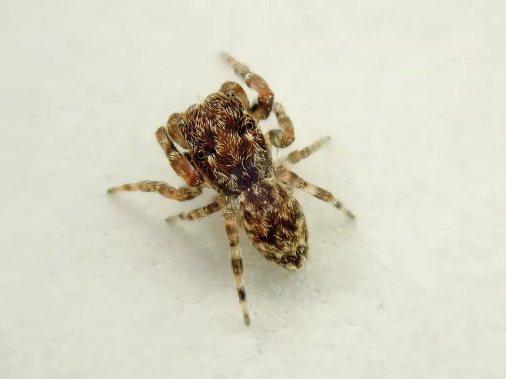 В Великобритании размножились мохнатые прыгающие пауки-иммигранты