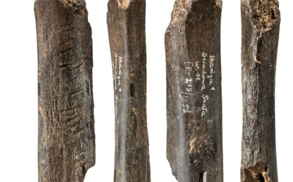 В Польше найдена медвежья кость с резьбой неандертальцев возрастом 130 000 лет