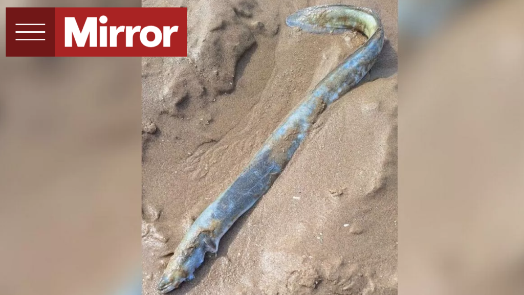 DM: Британка с собаками нашла загадочное существо на пляже в Мерсисайде
