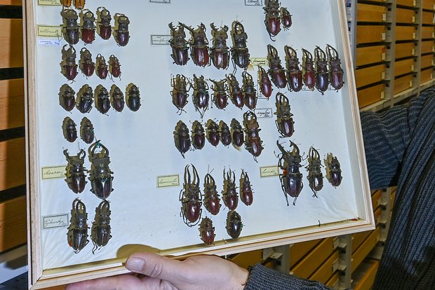 The Sun: американка показала коллекцию жутких насекомых своей маленькой дочери