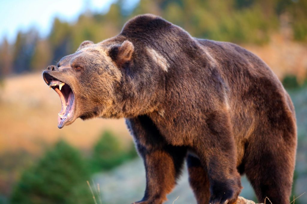 В Канаде медведь покалечил выслеживавшего его 36-летнего охотника
