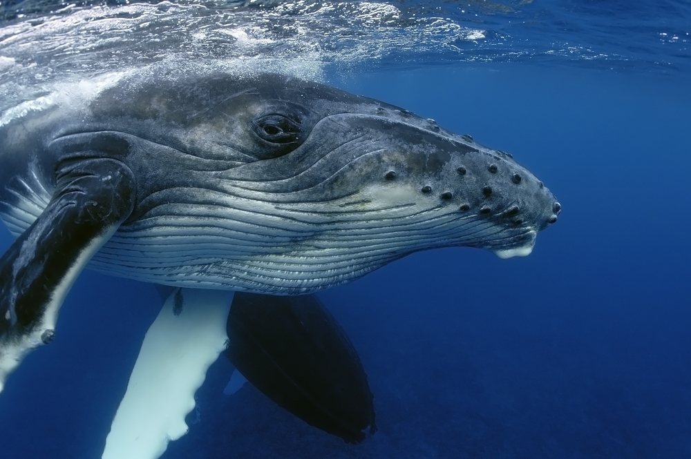 Miami Herald: 15-метровый сельдяной кит умер на пляже Делавэра в США