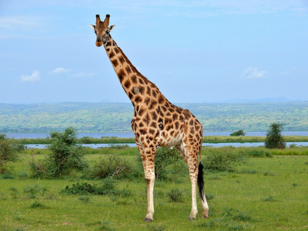 Ученые разгадали загадку длинных шей у жирафов