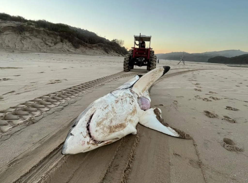 The Sun: в ЮАР кит-убийца съел проглотившую дельфина 4-метровую акулу-людоеда