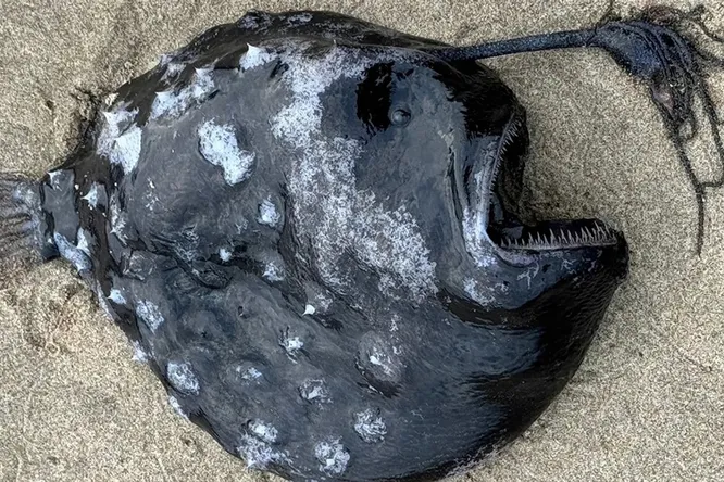 Live Science: на пляж в Орегоне выбросило мертвого глубоководного удильщика