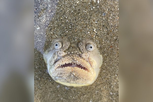 Найденная на пляже в Сингапуре рыба-звездочет напугала соцсети жутким видом