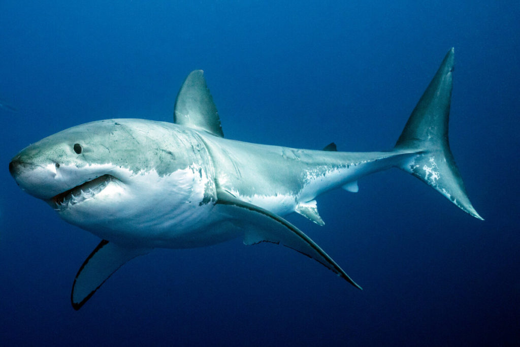 В США акула-людоед напала на тренировавшихся у берега пловцов и ранила одного